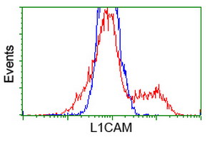 L1CAM Antibody - HEK293T cells transfected with either overexpress plasmid (Red) or empty vector control plasmid (Blue) were immunostained by anti-L1CAM antibody, and then analyzed by flow cytometry.