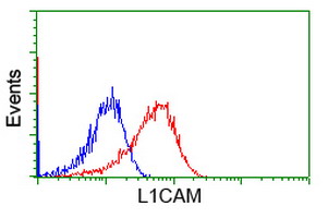 L1CAM Antibody - Flow cytometry of HeLa cells, using anti-L1CAM antibody, (Red), compared to a nonspecific negative control antibody, (Blue).