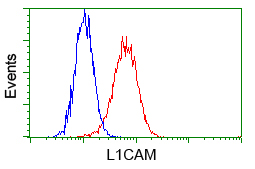 L1CAM Antibody - Flow cytometry of HeLa cells, using anti-L1CAM antibody (Red) compared to a nonspecific negative control antibody (Blue).