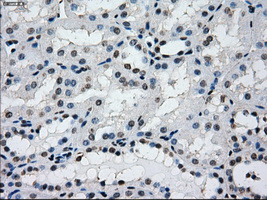 L1CAM Antibody - IHC of paraffin-embedded Kidney tissue using anti-L1CAMmouse monoclonal antibody. (Dilution 1:50).