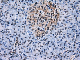 L1CAM Antibody - IHC of paraffin-embedded pancreas tissue using anti-L1CAMmouse monoclonal antibody. (Dilution 1:50).