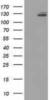L1CAM Antibody - HEK293T cells were transfected with the pCMV6-ENTRY control (Left lane) or pCMV6-ENTRY L1CAM (Right lane) cDNA for 48 hrs and lysed. Equivalent amounts of cell lysates (5 ug per lane) were separated by SDS-PAGE and immunoblotted with anti-L1CAM.