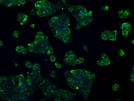L1CAM Antibody - Immunofluorescent staining of HeLa cells using anti-L1CAM mouse monoclonal antibody.