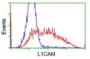 L1CAM Antibody - HEK293T cells transfected with either overexpress plasmid (Red) or empty vector control plasmid (Blue) were immunostained by anti-L1CAM antibody, and then analyzed by flow cytometry.
