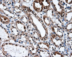 L1CAM Antibody - IHC of paraffin-embedded Kidney tissue using anti-L1CAM mouse monoclonal antibody. (Dilution 1:50).