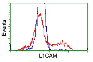 L1CAM Antibody - Flow cytometry of HeLa cells, using anti-L1CAM antibody, (Red) compared to a nonspecific negative control antibody (Blue).