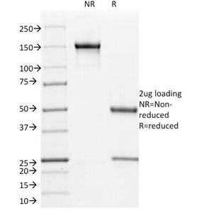 L1CAM Antibody - SDS-PAGE Analysis of Purified, BSA-Free L1CAM Antibody (clone UJ127). Confirmation of Integrity and Purity of the Antibody.