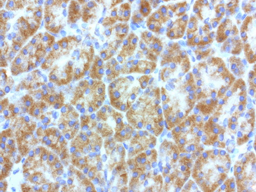 L1CAM Antibody - Immunohistochemical staining of paraffin-embedded human pancreas using anti-L1CAM clone UMAB47 mouse monoclonal antibody at 1:200 with Polink2 Broad HRP DAB detection kit ; heat-induced epitope retrieval with citrate buffer, pH6.0at 95-100C. Cytoplasmic and membraneous staining is seen glandular cells.