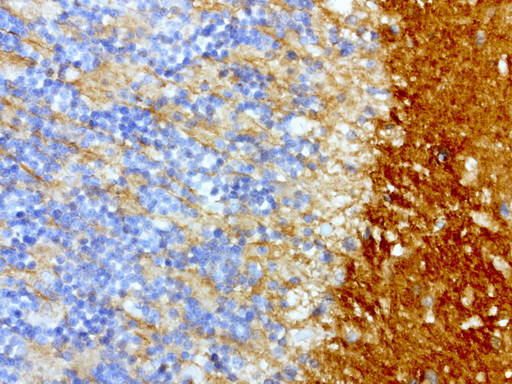 L1CAM Antibody - Immunohistochemical staining of paraffin-embedded human brain using anti-L1CAM clone UMAB48 mouse monoclonal antibody  at 1:200 with Polink2 Broad HRP DAB detection kit; heat-induced epitope retrieval with GBI ACCEL HIER buffer using pressure chamber for 3 minutes at 110C. Image shows positive cytoplasmic and membraneous stain granular layer and molecular layer.