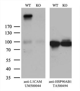 L1CAM Antibody - Equivalent amounts of cell lysates  and L1CAM-Knockout HeLa cells  were separated by SDS-PAGE and immunoblotted with anti-L1CAM monoclonal antibody. Then the blotted membrane was stripped and reprobed with anti-HSP90 antibody as a loading control.
