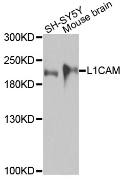 L1CAM Antibody - Western blot analysis of extracts of various cells.