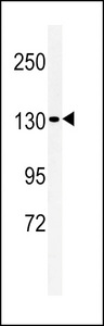 L1TD1 Antibody - Western blot of L1TD1 Antibody in HeLa cell line lysates (35 ug/lane). L1TD1 (arrow) was detected using the purified antibody.