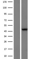 L2HGDH Protein - Western validation with an anti-DDK antibody * L: Control HEK293 lysate R: Over-expression lysate