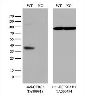 L3 / LASS2 Antibody - Equivalent amounts of cell lysates  and CERS2-Knockout 293T cells  were separated by SDS-PAGE and immunoblotted with anti-CERS2 monoclonal antibody(1:500). Then the blotted membrane was stripped and reprobed with anti-HSP90AB1 antibody  as a loading control.