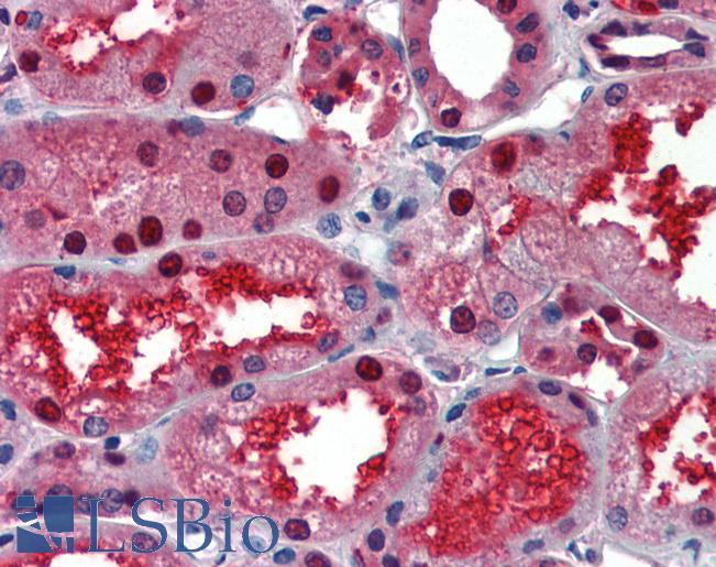 L3 / LASS2 Antibody - Anti-LASS2 antibody IHC of human kidney. Immunohistochemistry of formalin-fixed, paraffin-embedded tissue after heat-induced antigen retrieval. Antibody concentration 5 ug/ml.  This image was taken for the unconjugated form of this product. Other forms have not been tested.