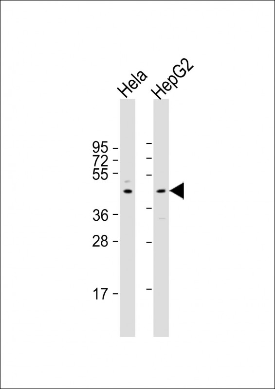 L3 / LASS2 Antibody - All lanes: Anti-CERS2 Antibody (Center) at 1:2000 dilution Lane 1: Hela whole cell lysate Lane 2: HepG2 whole cell lysate Lysates/proteins at 20 µg per lane. Secondary Goat Anti-Rabbit IgG, (H+L), Peroxidase conjugated at 1/10000 dilution. Predicted band size: 45 kDa Blocking/Dilution buffer: 5% NFDM/TBST.