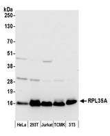 L35A / RPL35A Antibody - Detection of human and mouse RPL35A by western blot. Samples: Whole cell lysate (50 µg) from HeLa, HEK293T, Jurkat, mouse TCMK-1, and mouse NIH 3T3 cells prepared using NETN lysis buffer. Antibody: Affinity purified rabbit anti-RPL35A antibody used for WB at 0.04 µg/ml. Detection: Chemiluminescence with an exposure time of 10 seconds.
