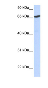 L3MBTL1 Antibody - L3MBTL1 / L3MBTL antibody Western blot of 293T cell lysate. This image was taken for the unconjugated form of this product. Other forms have not been tested.
