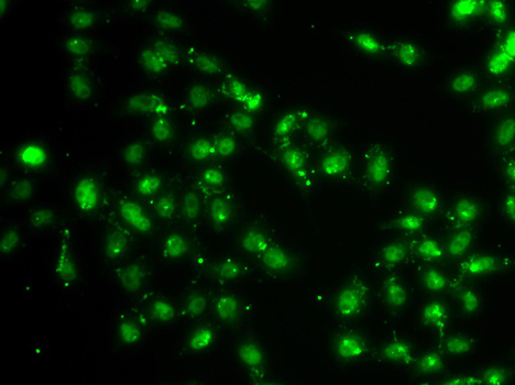 L3MBTL1 Antibody - Immunofluorescence analysis of A549 cells.