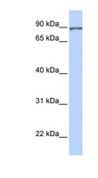 L3MBTL1 Antibody - L3MBTL1 / L3MBTL antibody Western blot of Fetal Brain lysate. This image was taken for the unconjugated form of this product. Other forms have not been tested.