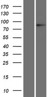 L3MBTL1 Protein - Western validation with an anti-DDK antibody * L: Control HEK293 lysate R: Over-expression lysate