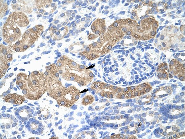 L3MBTL2 Antibody - L3MBTL2 antibody ARP30080_T100-NP_113676-L3MBTL2 (l(3)mbt-like 2 (Drosophila)) Antibody was used in IHC to stain formalin-fixed, paraffin-embedded human kidney.  This image was taken for the unconjugated form of this product. Other forms have not been tested.