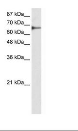 L3MBTL2 Antibody - Transfected 293T Cell Lysate.  This image was taken for the unconjugated form of this product. Other forms have not been tested.