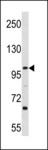 L3MBTL3 Antibody - L3MBTL3 Antibody western blot of Ramos cell line lysates (35 ug/lane). The L3MBTL3 antibody detected the L3MBTL3 protein (arrow).
