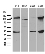 L3MBTL3 Antibody - Western blot analysis of extracts. (35ug) from 4 different cell lines by using anti-L3MBTL3 monoclonal antibody. (1:500)