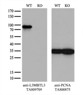 L3MBTL3 Antibody - Equivalent amounts of cell lysates  and L3MBTL3-Knockout HEK293T cells  were separated by SDS-PAGE and immunoblotted with anti-L3MBTL3 monoclonal antibody. Then the blotted membrane was stripped and reprobed with anti-PCNA antibody as a loading control.