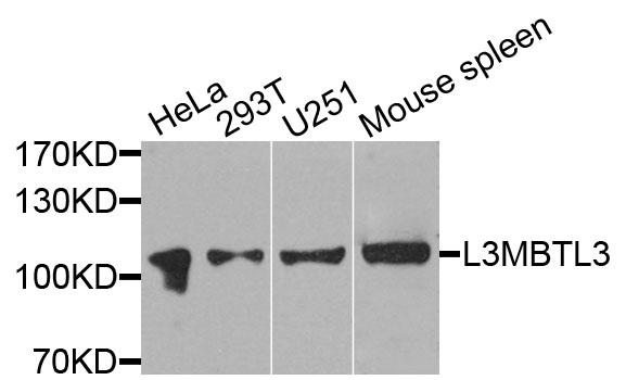 L3MBTL3 Antibody - Western blot analysis of extracts of various cells.