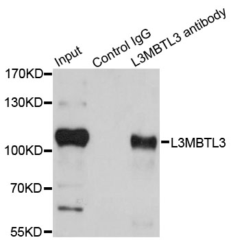L3MBTL3 Antibody - Immunoprecipitation analysis of 200ug extracts of HeLa cells.