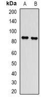 L3MBTL3 Antibody - Western blot analysis of L3MBTL3 expression in HeLa (A); mouse spleen (B) whole cell lysates.
