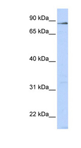L3MBTL4 Antibody - L3MBTL4 antibody Western blot of 293T cell lysate. This image was taken for the unconjugated form of this product. Other forms have not been tested.
