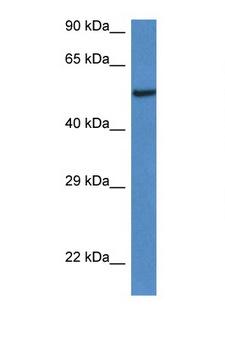 LACC1 Antibody - 9030625A04Rik antibody Western blot of Mouse Heart lysate. Antibody concentration 1 ug/ml.  This image was taken for the unconjugated form of this product. Other forms have not been tested.