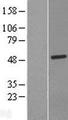 LACC1 Protein - Western validation with an anti-DDK antibody * L: Control HEK293 lysate R: Over-expression lysate