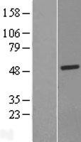 LACC1 Protein - Western validation with an anti-DDK antibody * L: Control HEK293 lysate R: Over-expression lysate