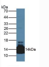 LACRT Antibody - Western Blot; Sample: Mouse Heart Tissue.