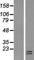 LACRT Protein - Western validation with an anti-DDK antibody * L: Control HEK293 lysate R: Over-expression lysate