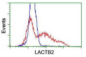 LACTB2 Antibody - HEK293T cells transfected with either overexpress plasmid (Red) or empty vector control plasmid (Blue) were immunostained by anti-LACTB2 antibody, and then analyzed by flow cytometry.