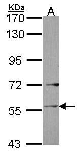 LAD1 Antibody - Sample (30 ug of whole cell lysate). A: Raji. 7.5% SDS PAGE. LAD1 antibody diluted at 1:1000.