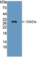 LAG3 Antibody - Western Blot; Sample: Recombinant LAG3, Rat.