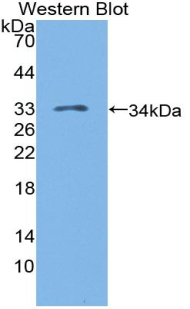 LAG3 Antibody - Western Blot; Sample: Recombinant LAG3, Human.