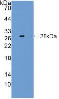 LAG3 Antibody - Western Blot; Sample: Recombinant LAG3, Mouse.