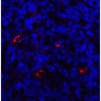 LAG3 Antibody - Immunofluorescence of LAG3 in human tonsil tissue with LAG3 antibody at 20 µg/ml.