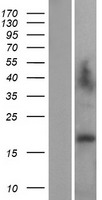 LAGE3 Protein - Western validation with an anti-DDK antibody * L: Control HEK293 lysate R: Over-expression lysate