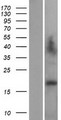 LAGE3 Protein - Western validation with an anti-DDK antibody * L: Control HEK293 lysate R: Over-expression lysate