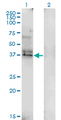 LAIR1 / CD305 Antibody - Western Blot analysis of LAIR1 expression in transfected 293T cell line by LAIR1 monoclonal antibody (M01), clone 2G4.Lane 1: LAIR1 transfected lysate(31.4 KDa).Lane 2: Non-transfected lysate.