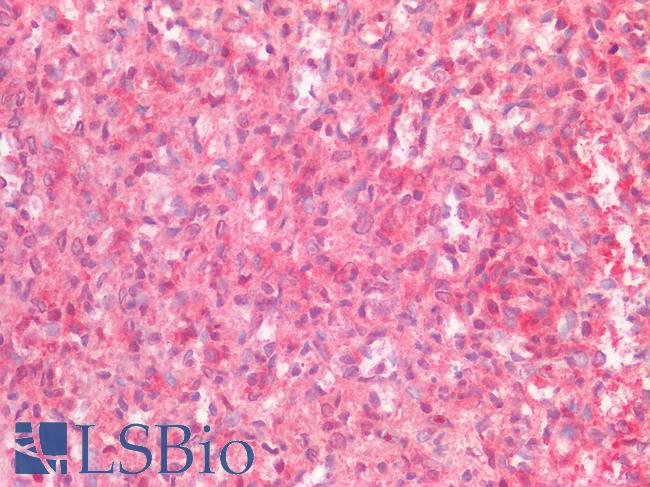LAIR1 / CD305 Antibody - Human Spleen: Formalin-Fixed, Paraffin-Embedded (FFPE)