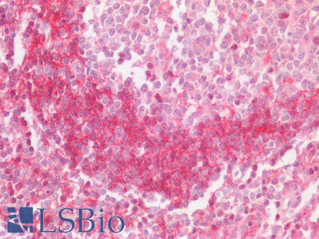 LAIR1 / CD305 Antibody - Human Tonsil: Formalin-Fixed, Paraffin-Embedded (FFPE)